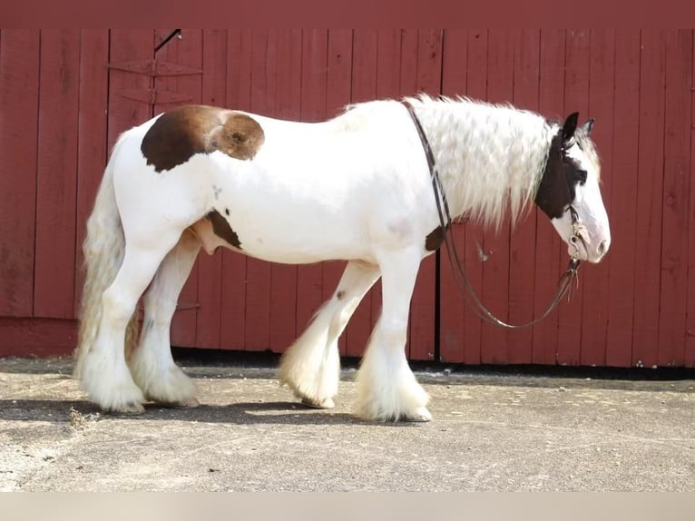 Gypsy Horse Gelding 12 years 14,3 hh Pinto in Mount Hope, AL