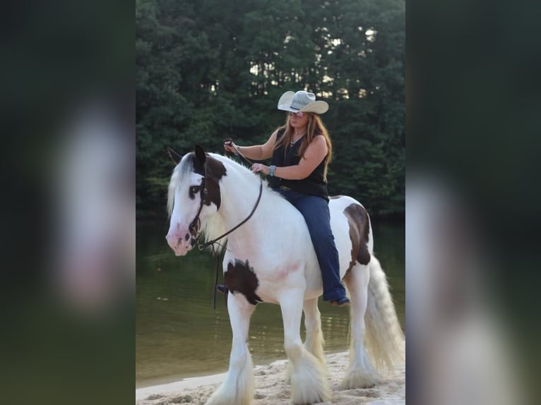 Gypsy Horse Gelding 12 years 14,3 hh Pinto in Mount Hope, AL