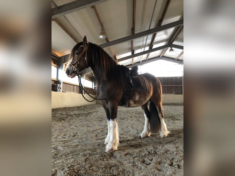 Gypsy Horse Gelding 12 years 14 hh in Stockach