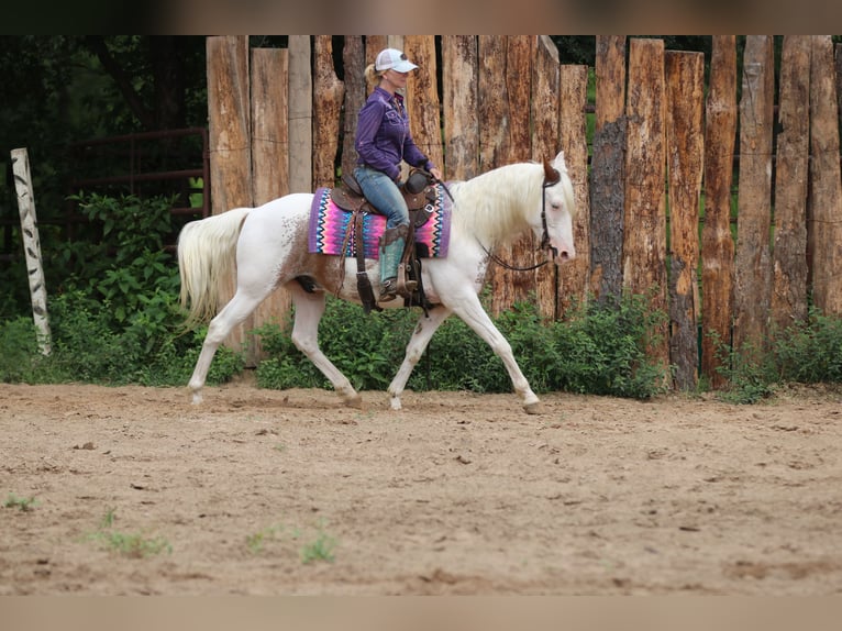 Gypsy Horse Mix Gelding 12 years 14,1 hh Sabino in Athens, TX