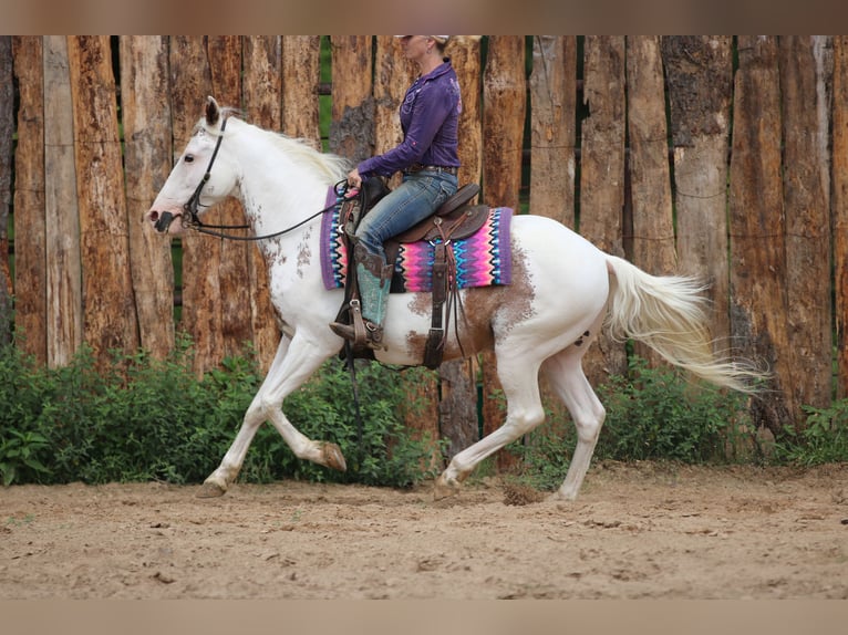 Gypsy Horse Mix Gelding 12 years 14,1 hh Sabino in Athens, TX