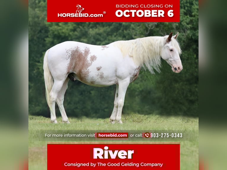 Gypsy Horse Mix Gelding 12 years 14,1 hh Sabino in Athens, TX