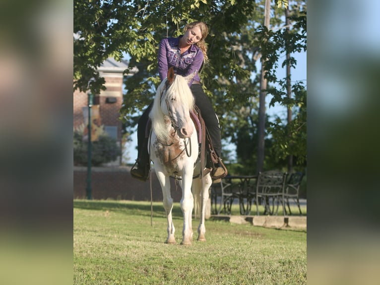 Gypsy Horse Mix Gelding 12 years 14,1 hh Sabino in Athens, TX
