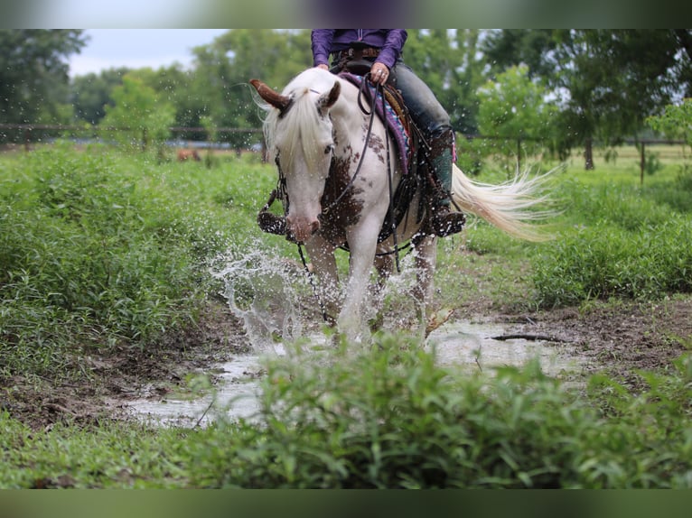 Gypsy Horse Mix Gelding 12 years 14,1 hh Sabino in Athens, TX