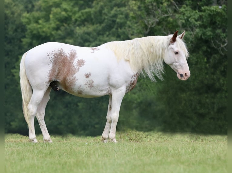 Gypsy Horse Mix Gelding 12 years 14,1 hh Sabino in Athens, TX