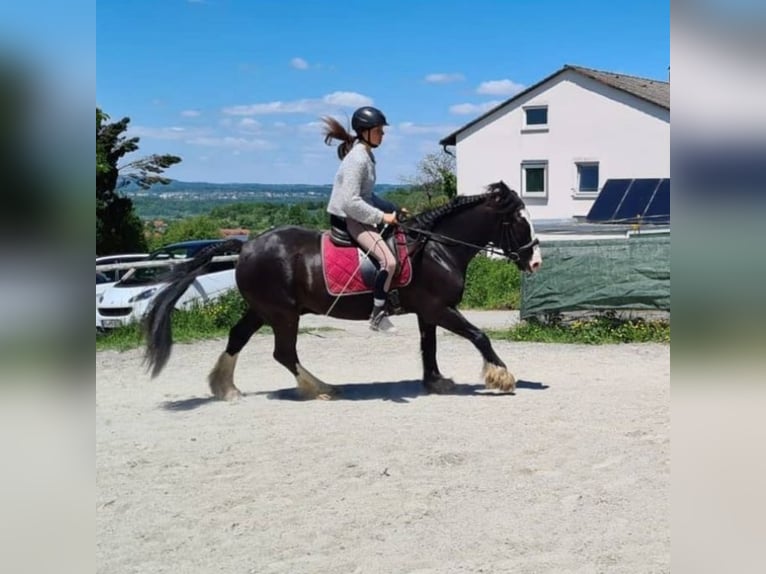 Gypsy Horse Mix Gelding 12 years 14,2 hh Smoky-Black in Ravensburg