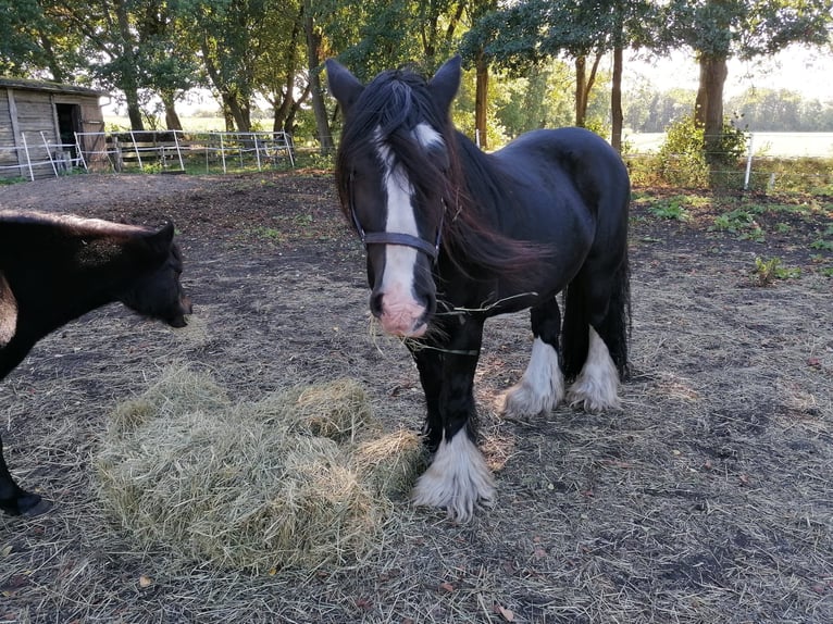 Gypsy Horse Gelding 12 years 14,3 hh Black in Wesendorf