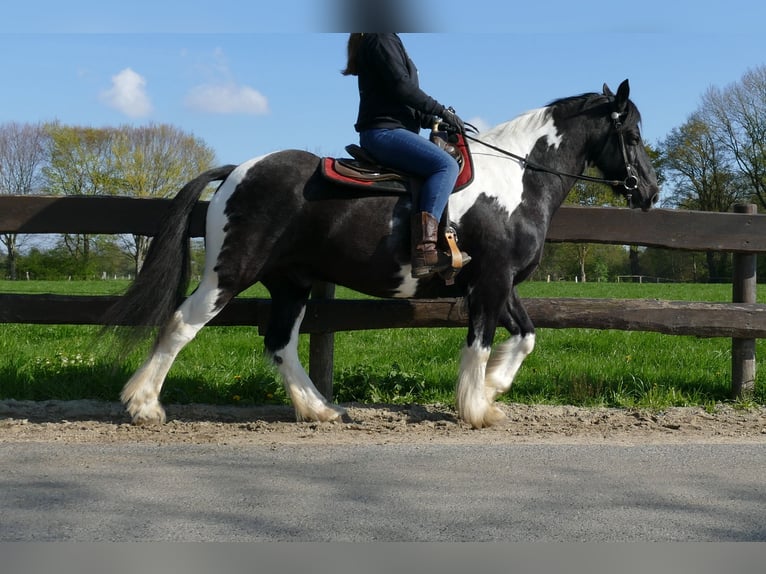 Gypsy Horse Gelding 12 years 15,1 hh Pinto in Lathen