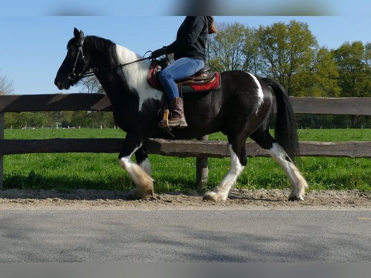 Gypsy Horse Gelding 12 years 15,1 hh Pinto in Lathen