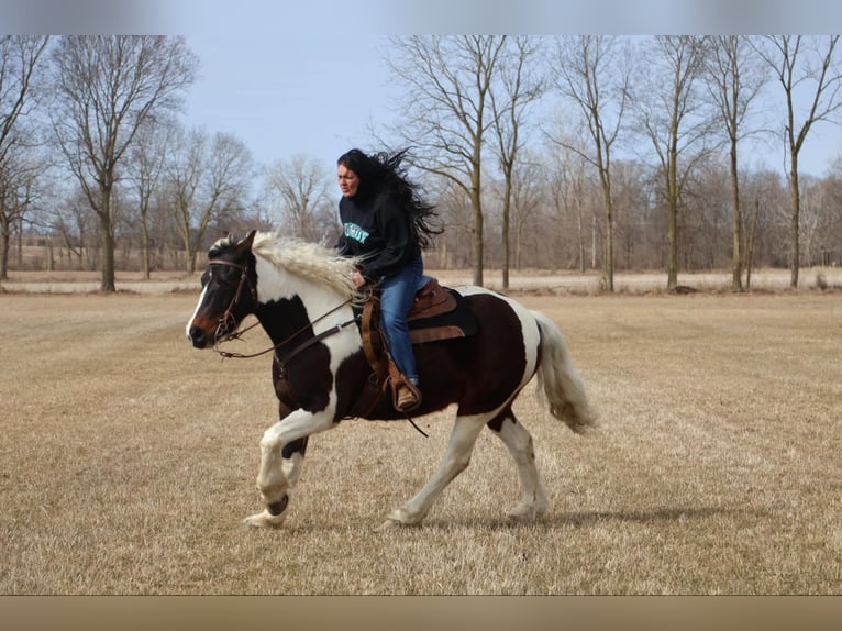 Gypsy Horse Gelding 12 years 15,2 hh Tobiano-all-colors in Howell, MI