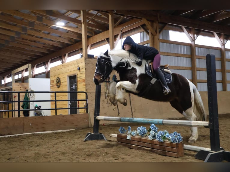 Gypsy Horse Gelding 12 years 15,2 hh Tobiano-all-colors in Howell, MI