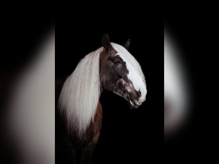 Gypsy Horse Gelding 12 years 15 hh Bay in Chuluota FL