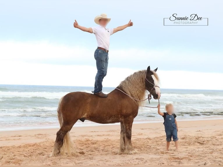 Gypsy Horse Gelding 12 years 15 hh Bay in Chuluota FL