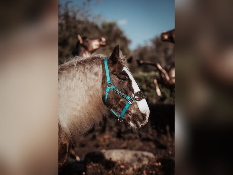 Gypsy Horse Gelding 12 years 15 hh Bay in Chuluota FL