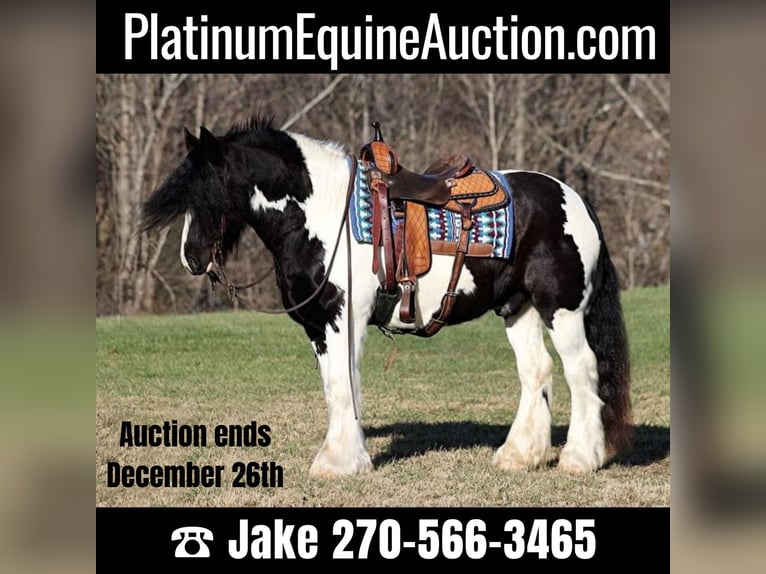 Gypsy Horse Gelding 12 years 15 hh Black in Jamestown, KY