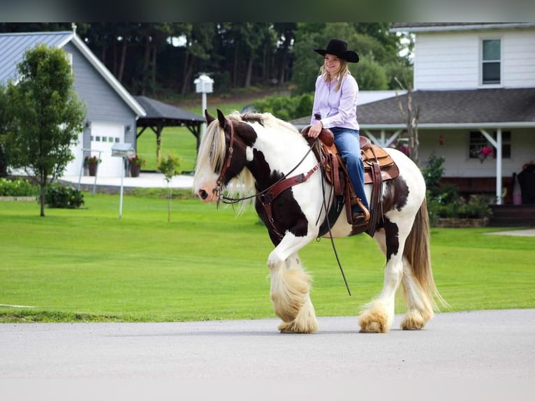 Gypsy Horse Gelding 12 years 15 hh Pinto in Clarion, PA