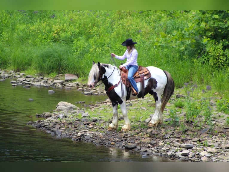 Gypsy Horse Gelding 12 years 15 hh Pinto in Clarion, PA