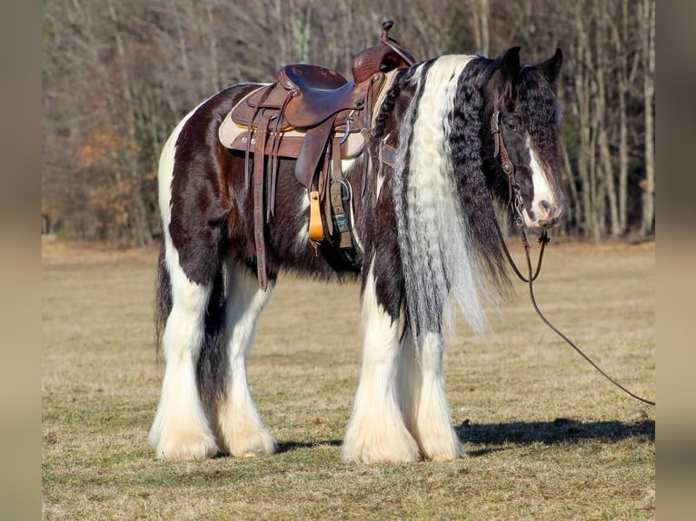 Gypsy Horse Gelding 12 years 15 hh in Clarion, PA
