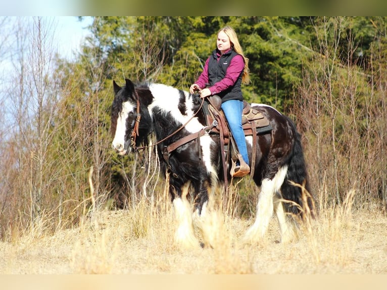 Gypsy Horse Gelding 12 years 15 hh in Clarion, PA