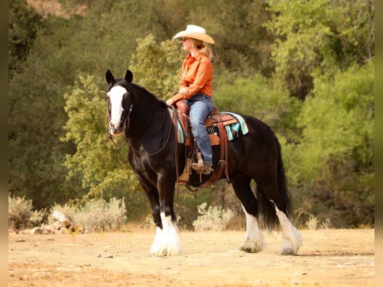 Gypsy Horse Gelding 12 years 15 hh in Waterford, CA