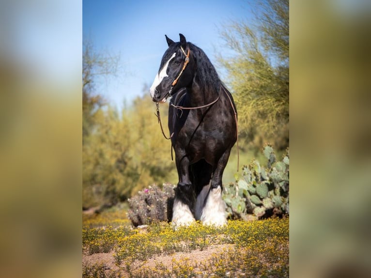 Gypsy Horse Gelding 12 years 15 hh in Waterford, CA