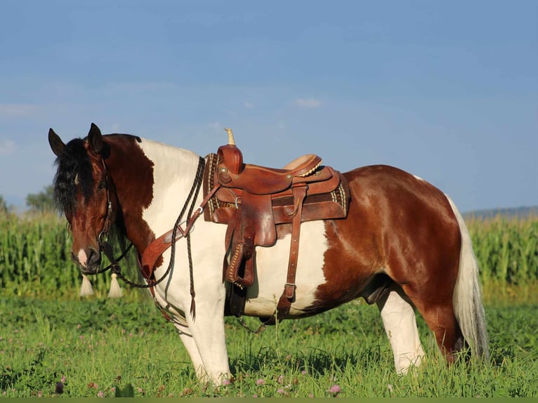 Gypsy Horse Mix Gelding 12 years 16,3 hh Pinto in Rebersburg