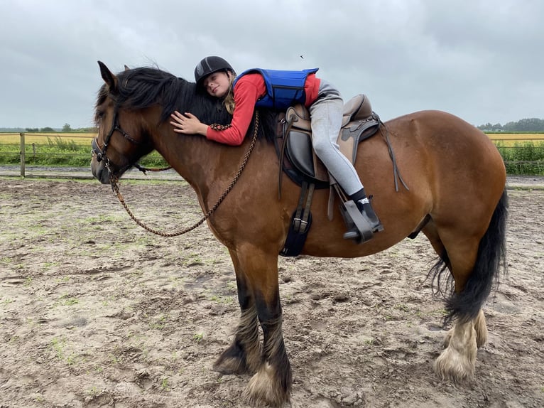 Gypsy Horse Gelding 12 years 16 hh Brown in Bellingwolde