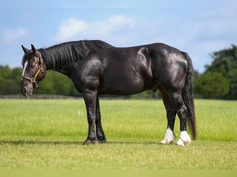 Gypsy Horse Gelding 12 years Black in Terrell