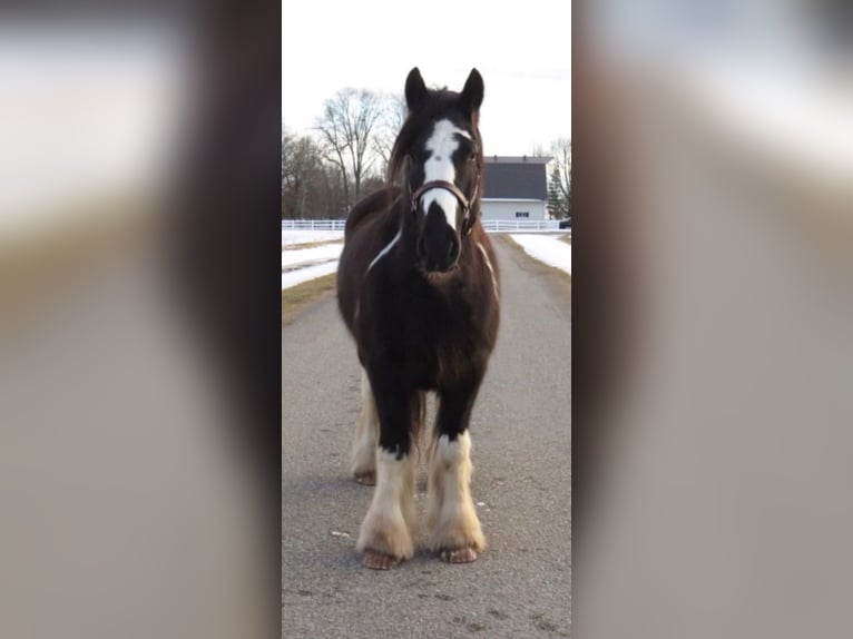 Gypsy Horse Gelding 12 years Tobiano-all-colors in Effingham IL