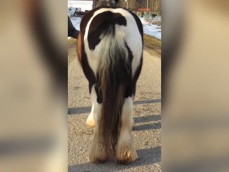 Gypsy Horse Gelding 12 years Tobiano-all-colors in Effingham IL