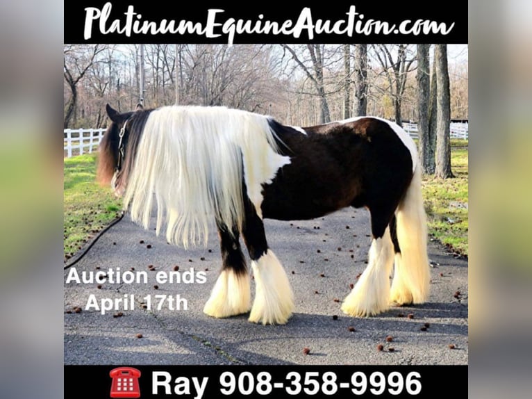 Gypsy Horse Gelding 12 years Tobiano-all-colors in Monroe Township, NJ