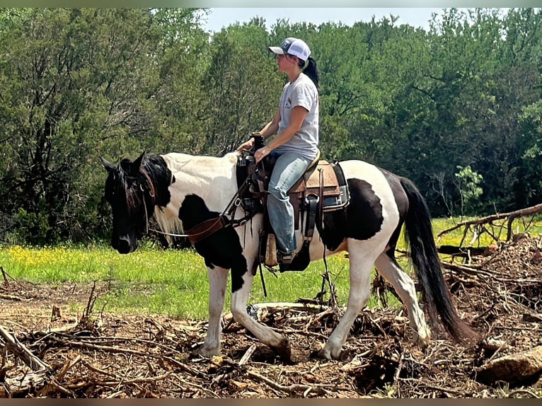 Gypsy Horse Gelding 12 years Tobiano-all-colors in Jacksboro TX
