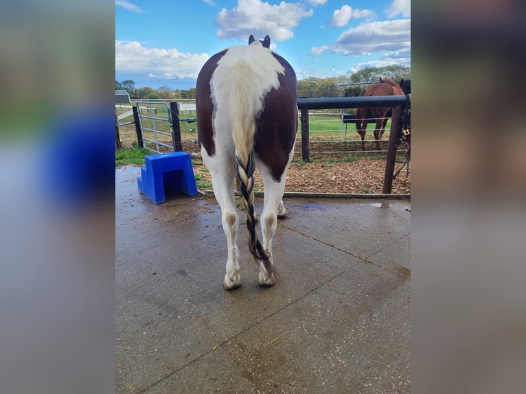 Gypsy Horse Gelding 12 years Tobiano-all-colors in St chales, IA