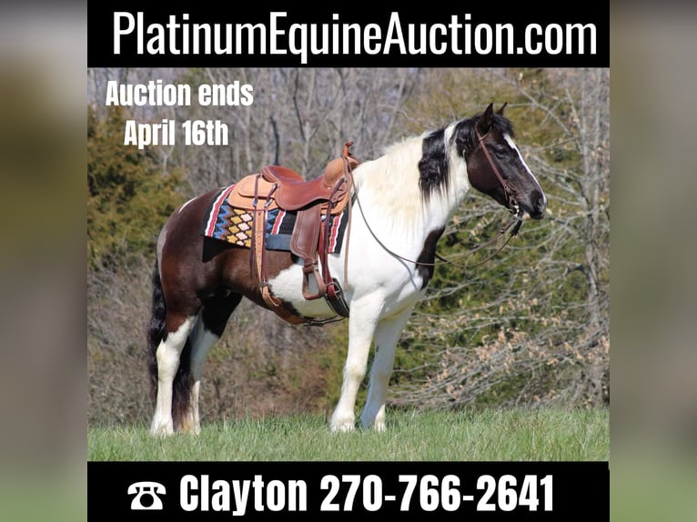 Gypsy Horse Gelding 12 years Tobiano-all-colors in Sonora KY