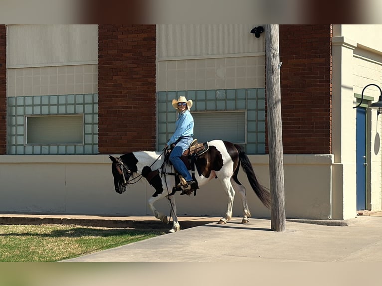 Gypsy Horse Mix Gelding 12 years in Jacksboro