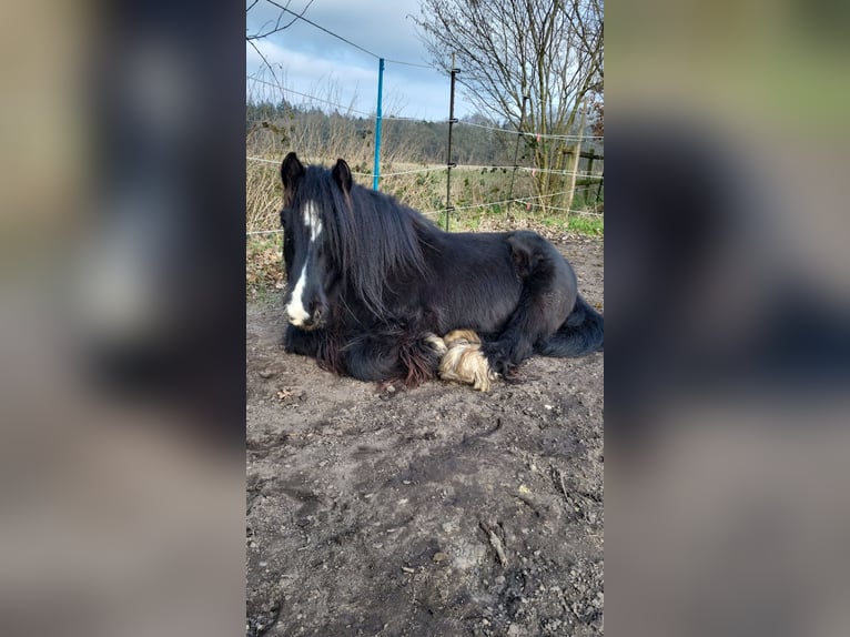 Gypsy Horse Gelding 13 years 12.3 hh Black in Hemdingen