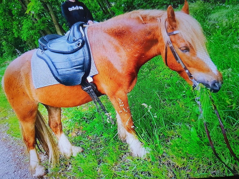 Gypsy Horse Mix Gelding 13 years 13.1 hh Chestnut-Red in Zerbst