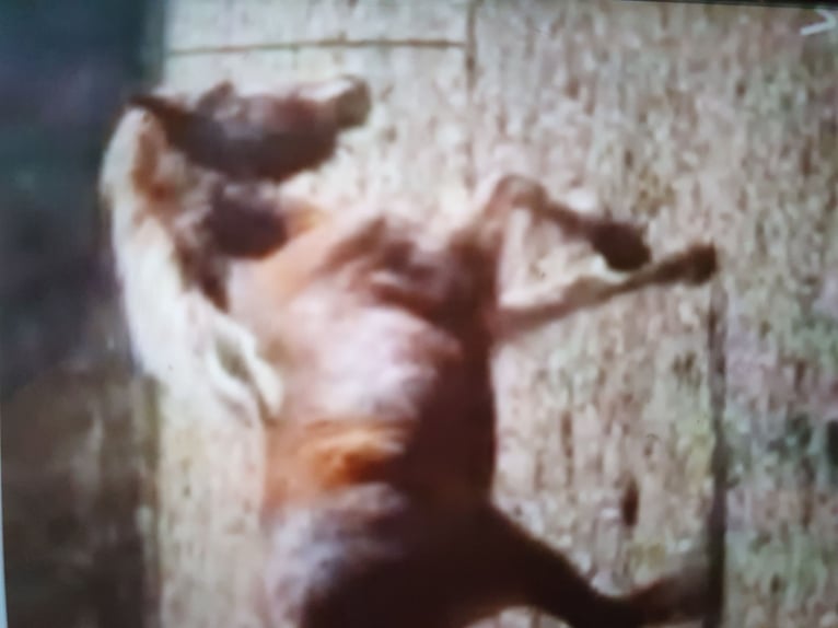 Gypsy Horse Mix Gelding 13 years 13.1 hh Chestnut-Red in Zerbst