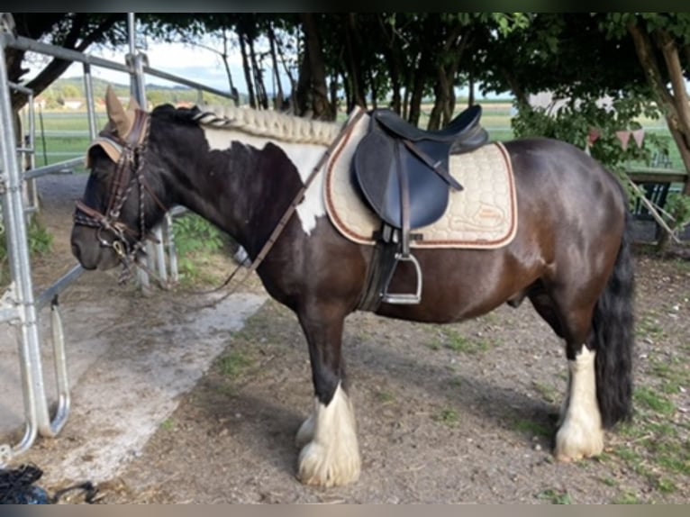 Gypsy Horse Gelding 13 years 13.1 hh Pinto in Lachen