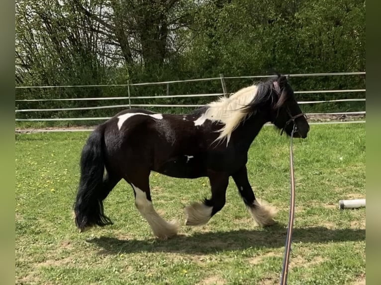 Gypsy Horse Gelding 13 years 13.1 hh Pinto in Lachen