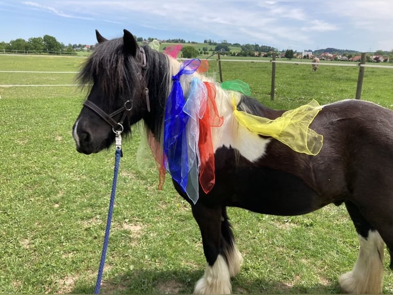 Gypsy Horse Gelding 13 years 13.1 hh Pinto in Lachen