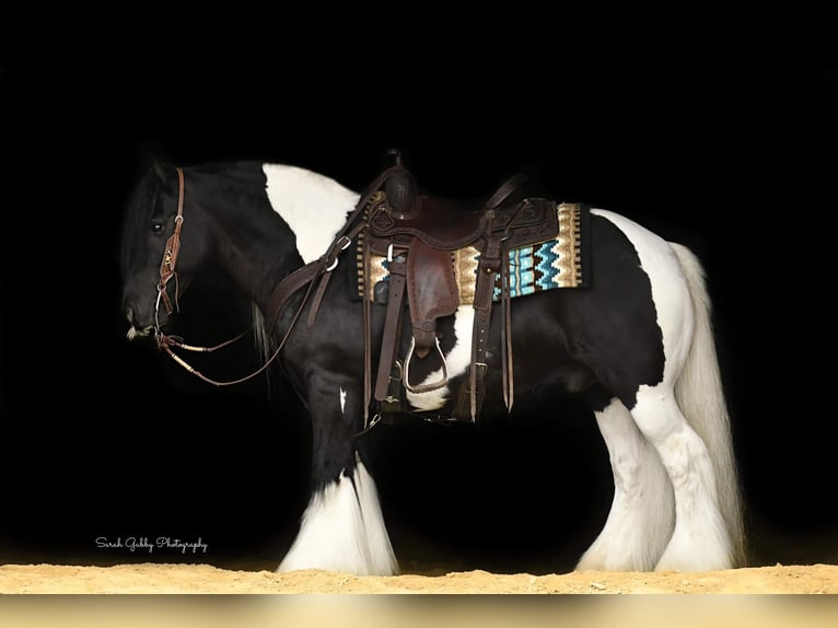 Gypsy Horse Gelding 13 years 13,2 hh Tobiano-all-colors in Hazelton IA