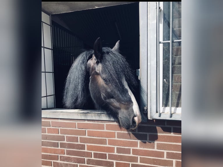 Gypsy Horse Gelding 13 years 14,1 hh Black in Weyhe