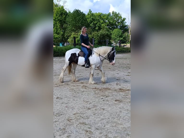 Gypsy Horse Gelding 13 years 14,1 hh Tobiano-all-colors in strmilov