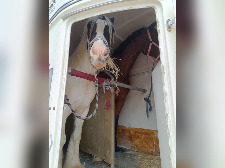 Gypsy Horse Gelding 13 years 14,1 hh Tobiano-all-colors in strmilov