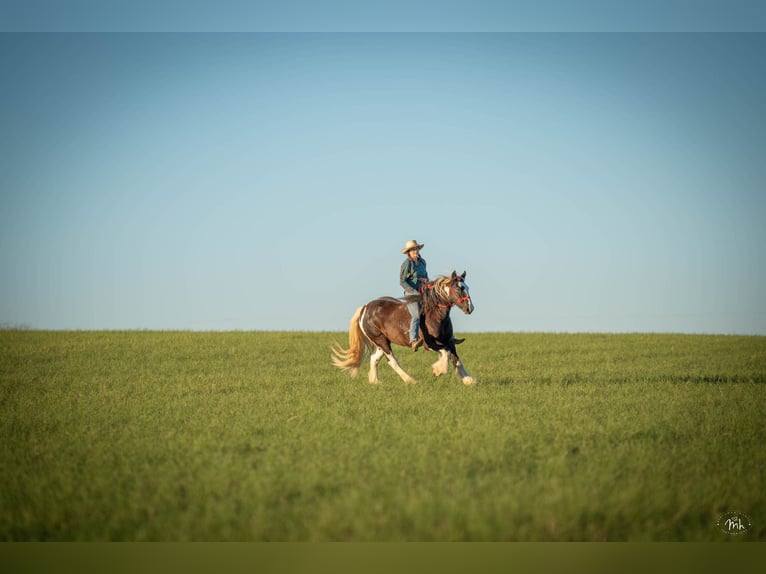 Gypsy Horse Gelding 13 years 14,1 hh Tobiano-all-colors in San Antonio TX