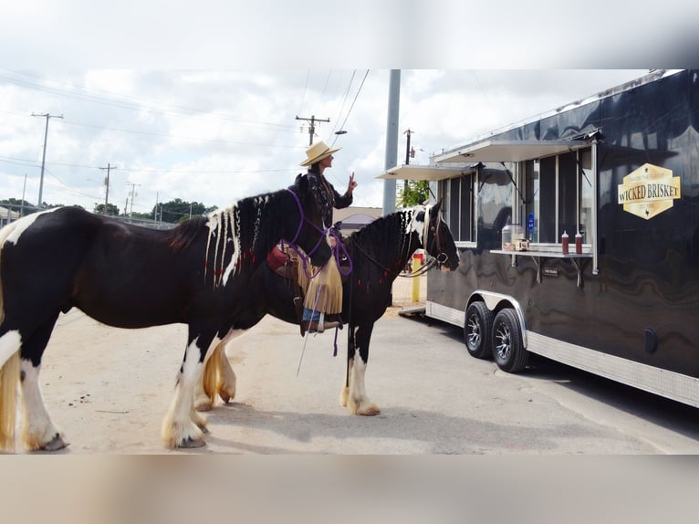 Gypsy Horse Gelding 13 years 14,1 hh Tobiano-all-colors in San Antonio TX