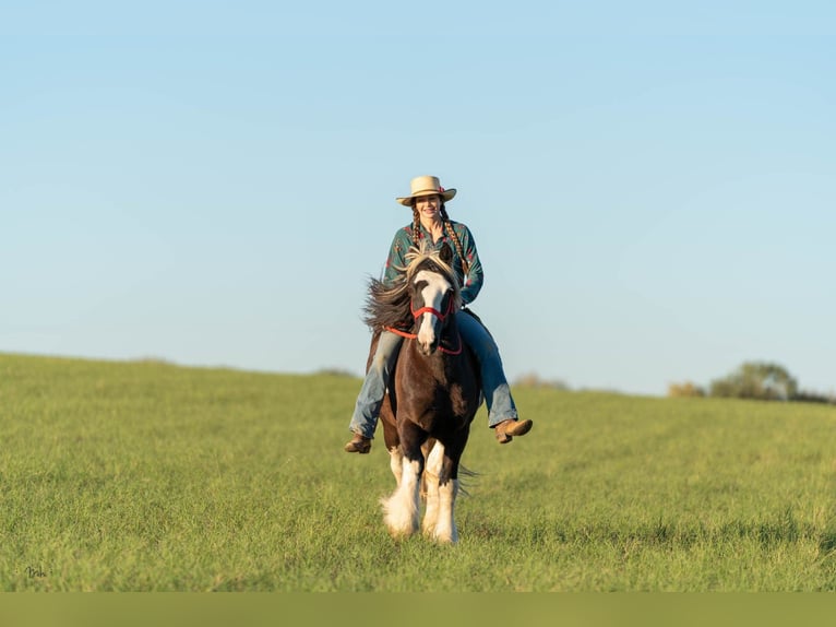 Gypsy Horse Gelding 13 years 14,1 hh Tobiano-all-colors in San Antonio TX