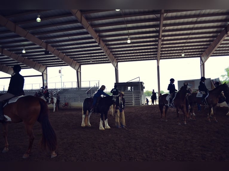 Gypsy Horse Gelding 13 years 14,1 hh Tobiano-all-colors in San Antonio TX