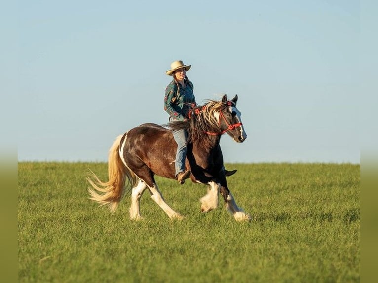 Gypsy Horse Gelding 13 years 14,1 hh Tobiano-all-colors in San Antonio TX